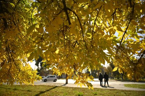 Sárguló fa az őszi napsütésben Debrecenben 2023. október 17-én.