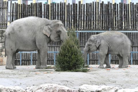 Angele, az elefánt és borja, Samu a Fővárosi Állat- és Növénykert állatok karácsonya elnevezésű rendezvényén 2023. december 23-án.