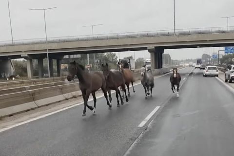 Megvadult lovak vágtattak az M5-ösön forgalommal szemben