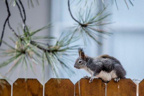 Milyen egy kutyabiztos kerítés?