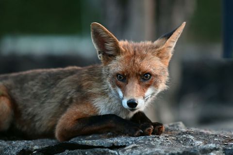 róka
