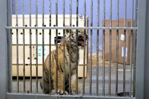 tigriskolyok-tiszafured