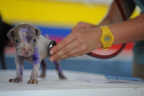 Állatorvosi asszisztens képzés: Nyitva az út a szakképzés felé