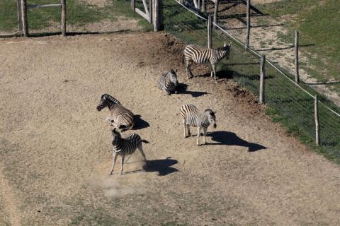 hatvanpuszta-zebra
