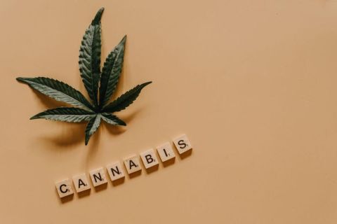 CBG: a kannabiszkészítmények egy kevésbé ismert összetevője