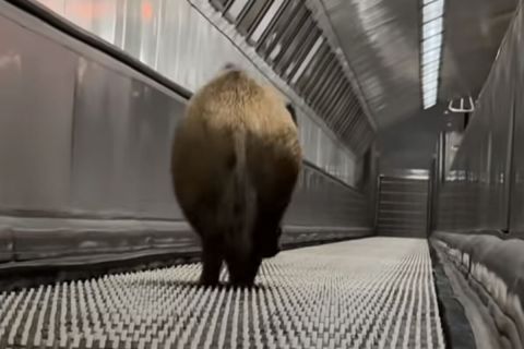 vaddiszno-metro