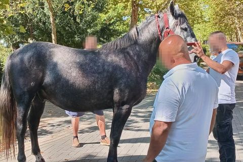 Megbokrosodtak a lovak a szüreti felvonuláson, öten megsérültek