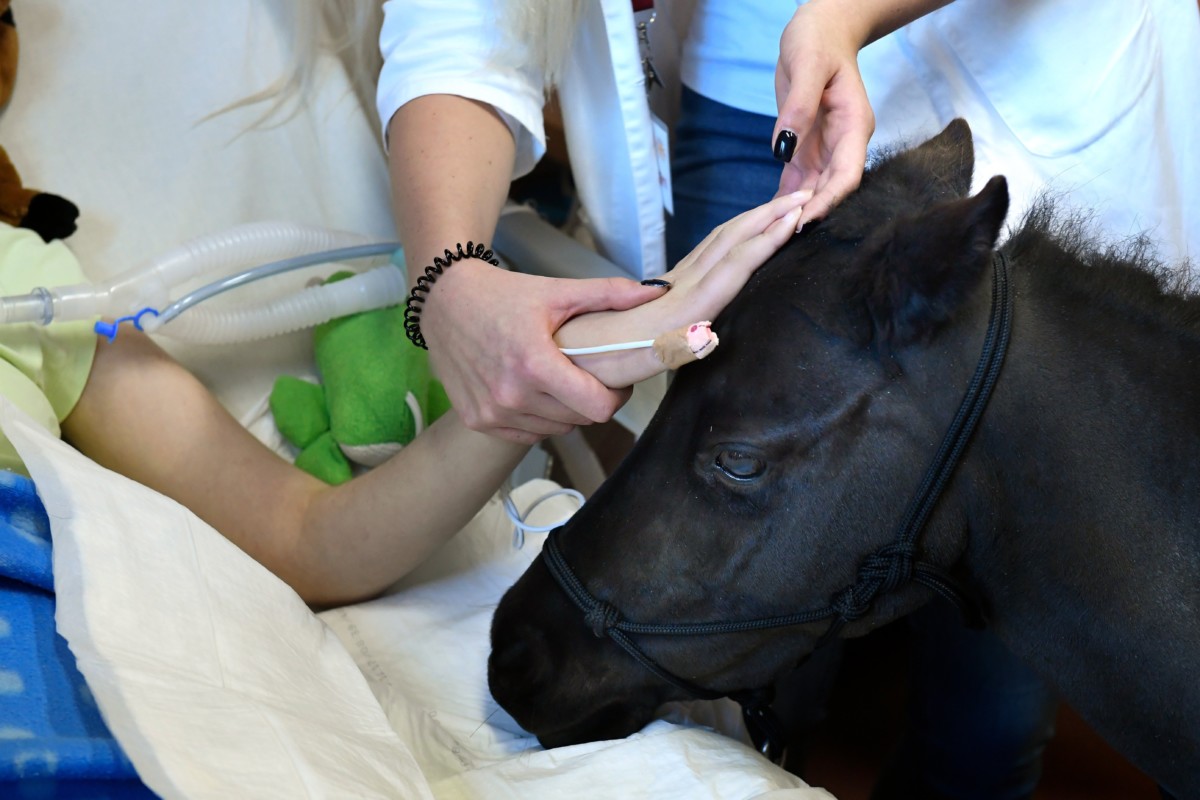 Vertigóval, a négyéves amerikai minilóval ismerkedik egy páciens a speciális lovasterápia bemutatóján a Bethesda Gyermekkórház rehabilitációs osztályán 2018. december 13-án.