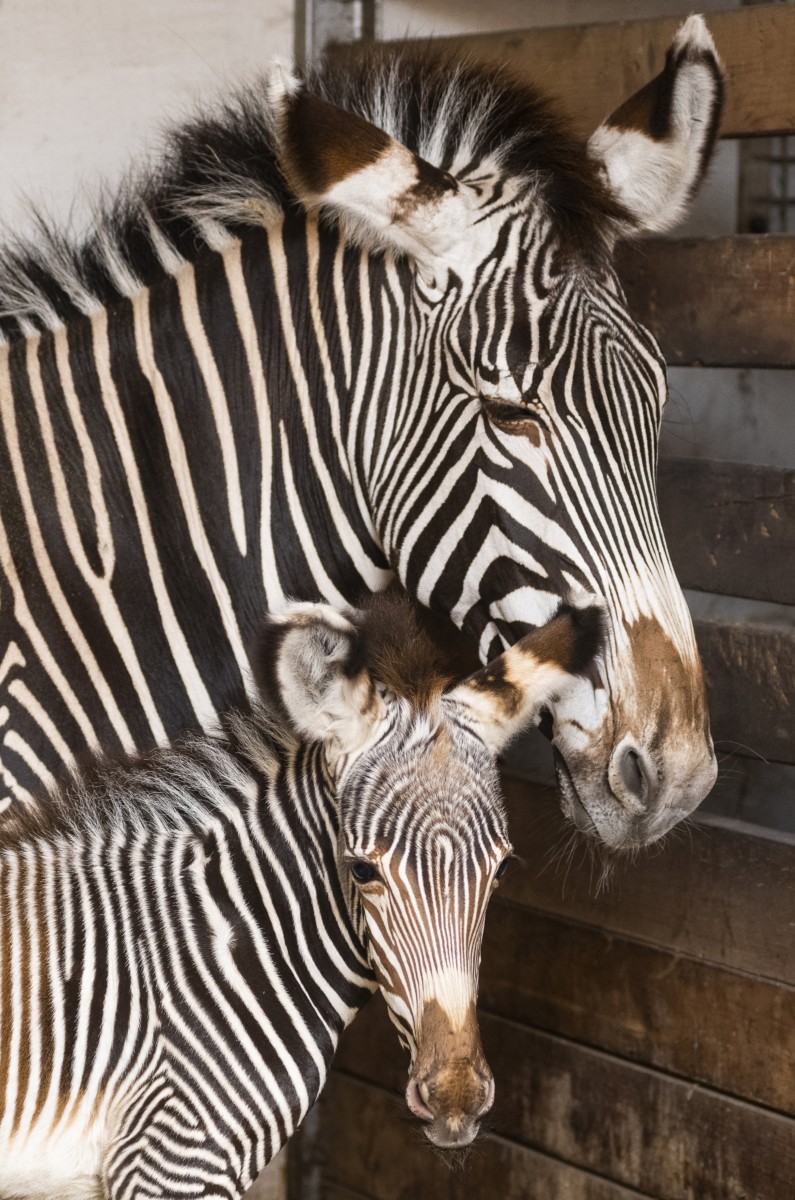 Háromnapos Grévy-zebra (Equus grevyi) anyjával a Nyíregyházi Állatparkban 2019. január 3-án.
