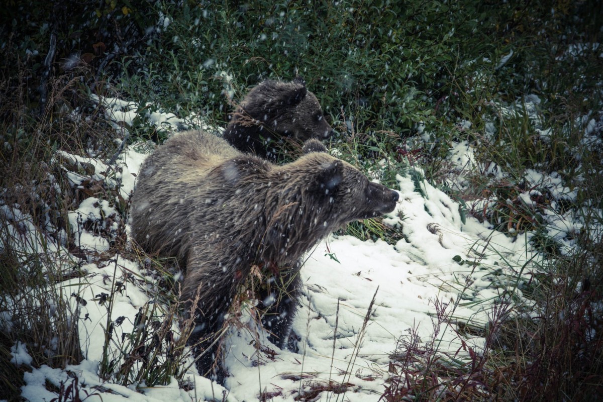 Medve végezhetett egy idős emberrel a székelyföldi Gyergyóújfalu határában