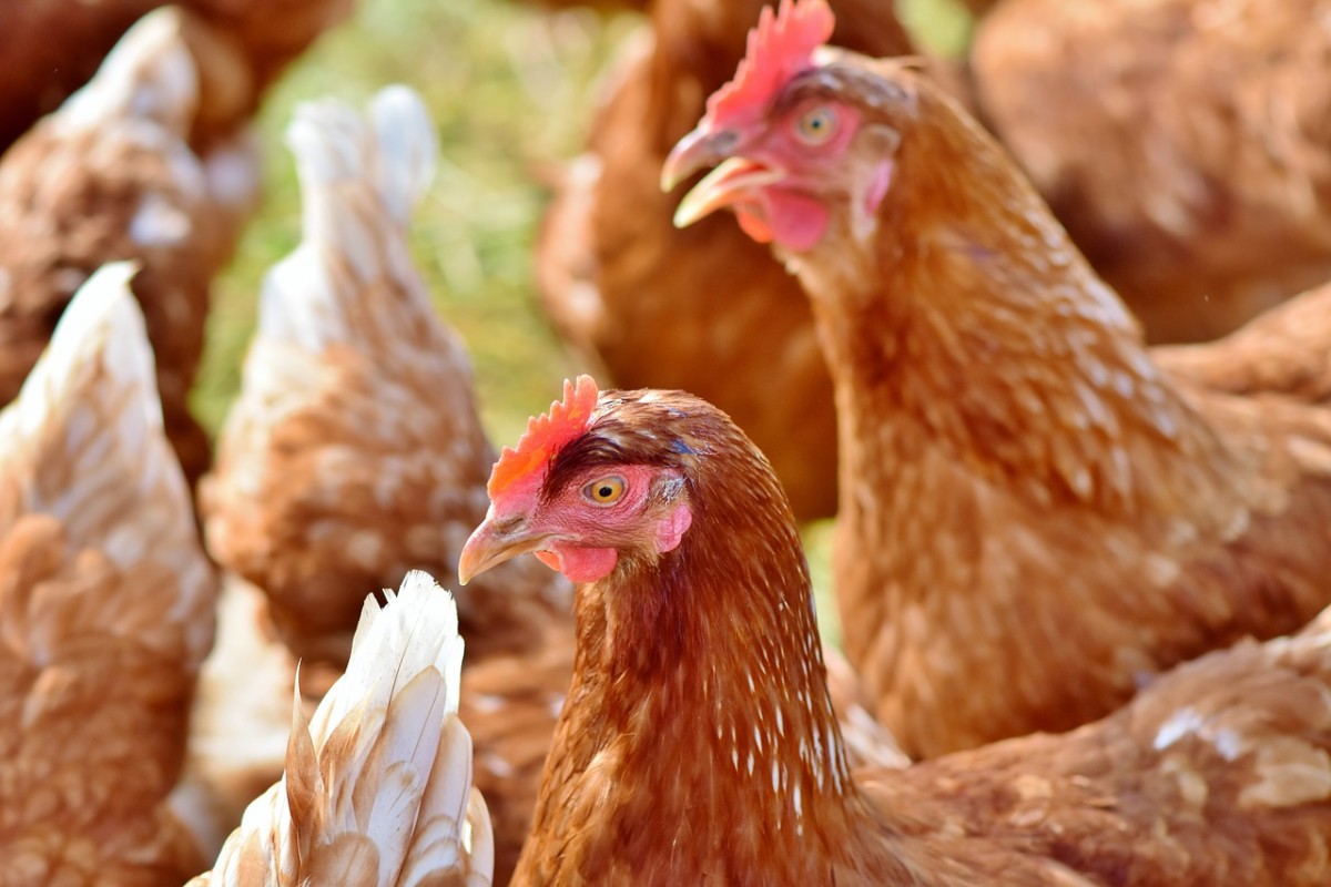 Berágtak a tojástermelők a Penny Marketre, „kaotikus állapotok” jöhetnek