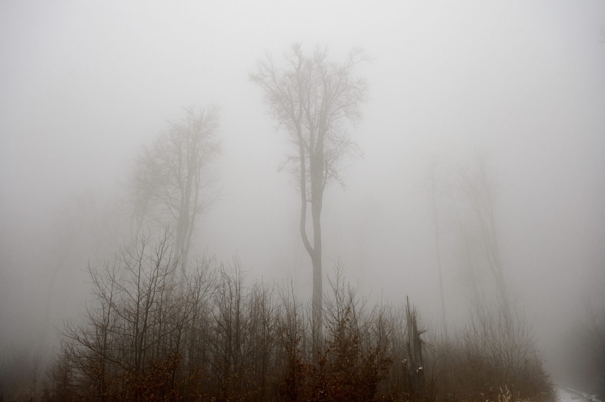 Fák a ködben Galyatetőn 2019. december 12-én.