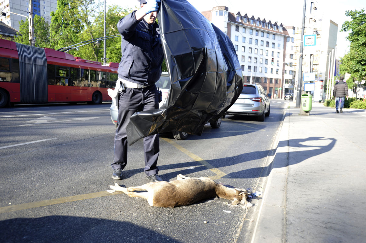 Elgázolt őzbakot takar le fóliával egy rendőr a VIII. kerületi Kálvária térnél 2020. április 27-én.