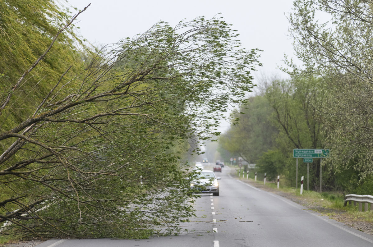 A viharos szélben kidőlt fa akadályozza a forgalmat a 4-es számú főúton, Nyírpazony és Nyírtura között 2020. április 25-én.
