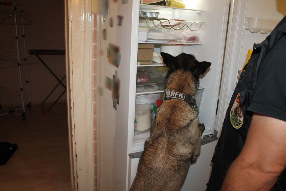 Drogekereső kutya szagolja a hűtőt a VII. kerületi lakásban.