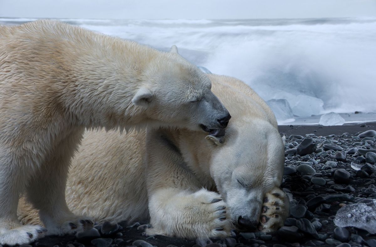 Kihalhatnak a jegesmedvék a század végére a klímaváltozás miatt
