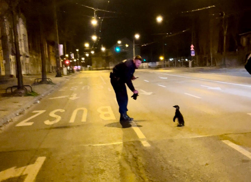 Pingvin a budapesti éjszakában.