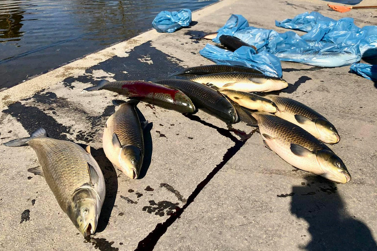 Megmérgezhették a Városligeti-tó vízét, az összes hal elpusztult