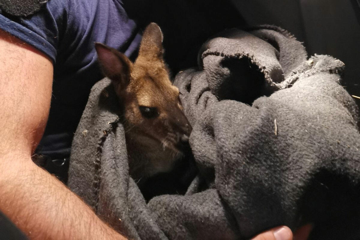 Több kilométeres üldözés után fogtak el a rendőrök egy kengurut Csepelen