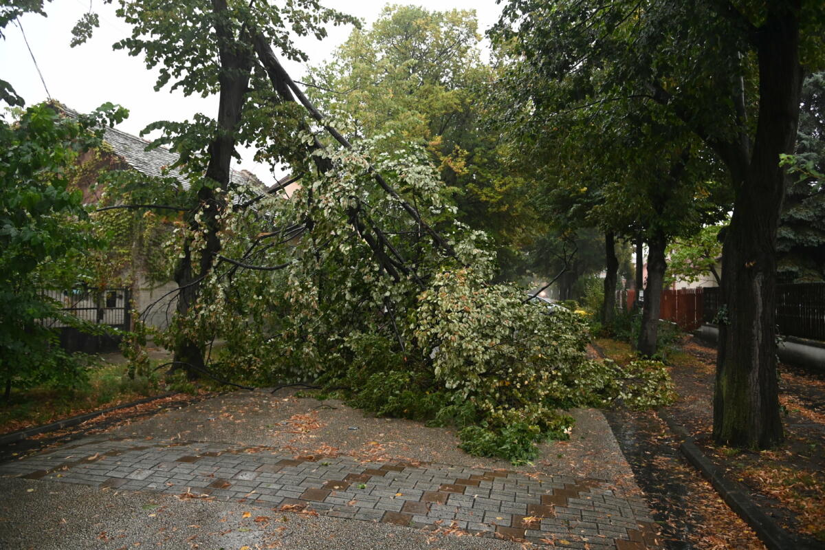 Viharban kidőlt fa a XIX. kerületi Kisfaludy utcában 2022. szeptember 15-én.
