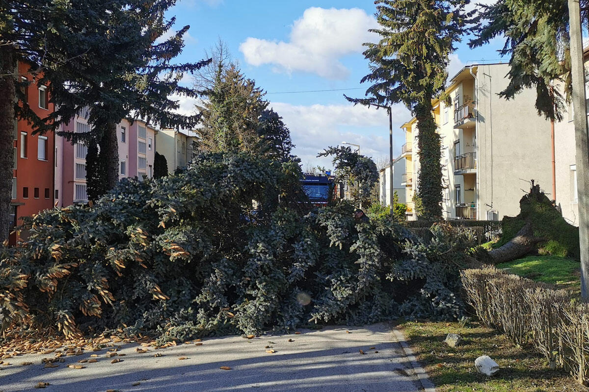 Hatalmas, 50 éves fát csavart ki a vihar Bicskén, rádőlt egy autóra