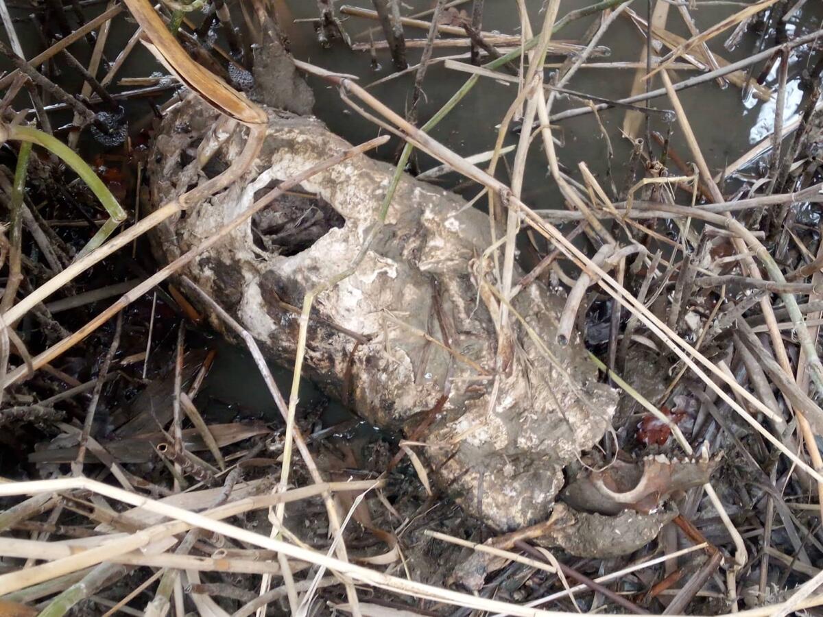 Egy tavaly eltűnt kutya csontvázát találták meg egy harcsa tetemében Kiskunlacházánál