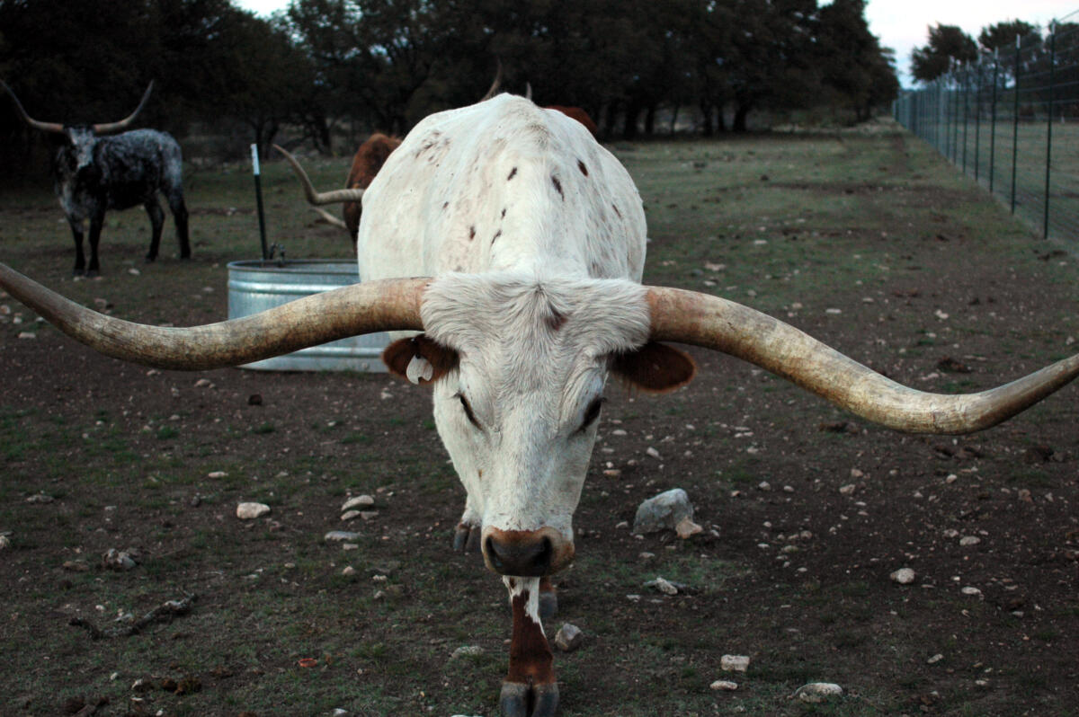 Texasi hosszúszarvú marha (Texas Longhorn).