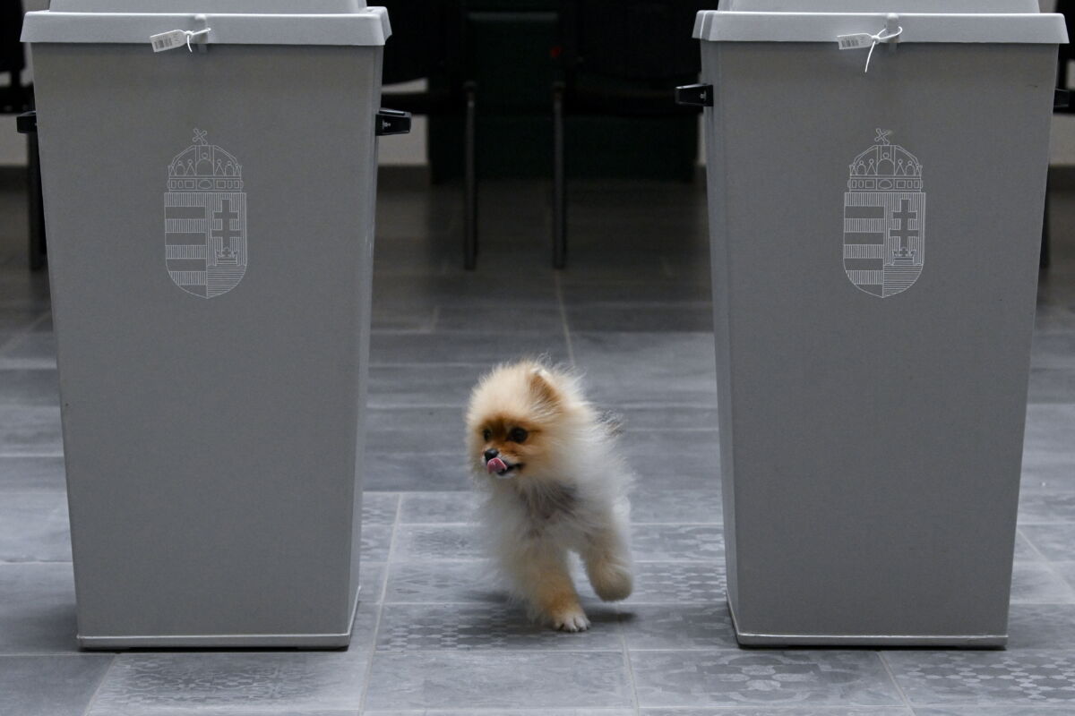 Kutya az önkormányzati, európai parlamenti (EP-) és nemzetiségi választásokon a XII. kerületi Zugligeti Általános Iskolában kialakított 53-as számú szavazókörben 2024. június 9-én.