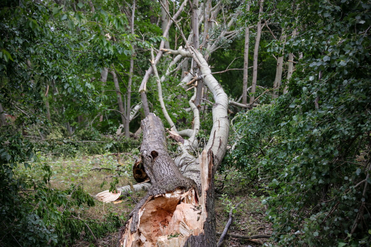 A viharban kitört fa a Tolna vármegyei Tengelicen 2024. június 3-án. A parkerdőben több száz sérült meg.