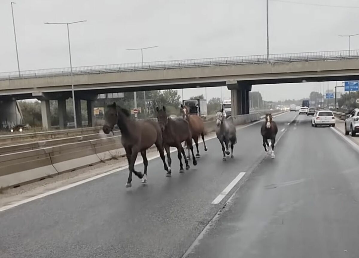 Megvadult lovak vágtattak az M5-ösön forgalommal szemben