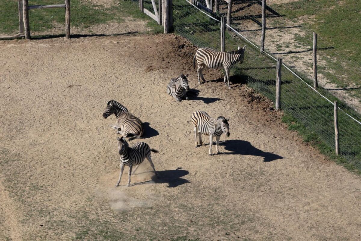 hatvanpuszta-zebra